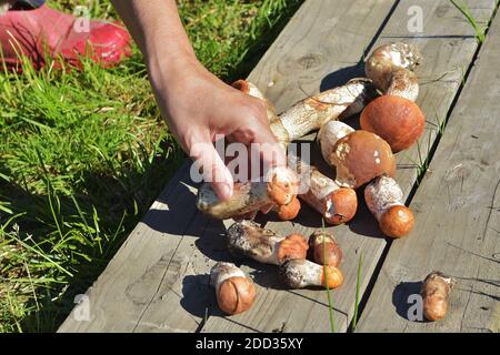 Champignons comestibles avec une casquette orange, récoltés dans la forêt. Leccinum aurantiacum collectant des champignons dans la forêt. Banque D'Images