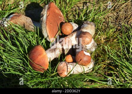Champignons comestibles avec une casquette orange, récoltés dans la forêt. Leccinum aurantiacum collectant des champignons dans la forêt. Champignons comestibles dans le Nord Banque D'Images
