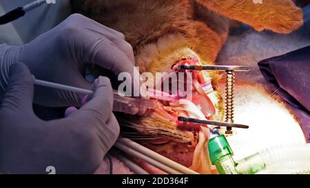 Un vétérinaire qualifié effectuant la chirurgie dentaire sur une maison domestique cat Banque D'Images