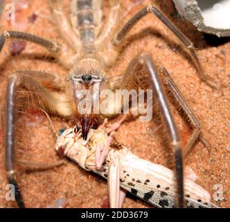 Une grosse araignée Camel, également connue sous le nom de Scorpion de vent, mange une plus grande sauterelle Banque D'Images