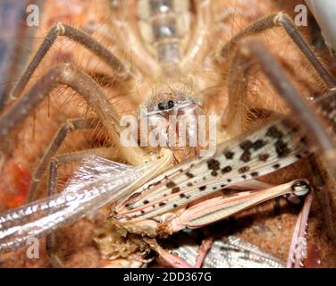 Une grosse araignée Camel, également connue sous le nom de Scorpion de vent, mange une plus grande sauterelle Banque D'Images