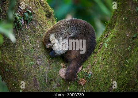 Panama faune avec un coati à nez blanc, Nasua narica, dans un arbre dans la forêt tropicale du parc national de Soberania, République de Panama, Amérique centrale. Banque D'Images