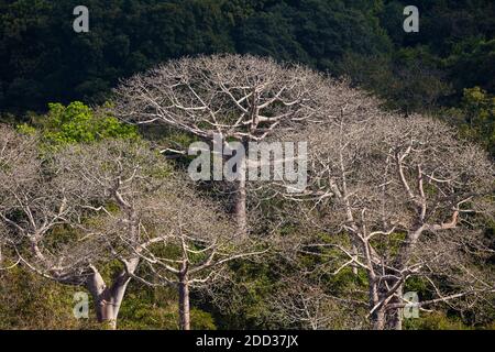 Cuipo, Cavanillesia platanifolia, en saison sèche dans la forêt tropicale du parc national de Soberania, province de Colon, République du Panama. Banque D'Images