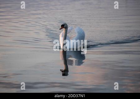 Berlin, Allemagne. 29 avril 2020. Un cygne nage sur le Landwehrkanal. Credit: Paul Zinken/dpa-Zentralbild/ZB/dpa/Alay Live News Banque D'Images