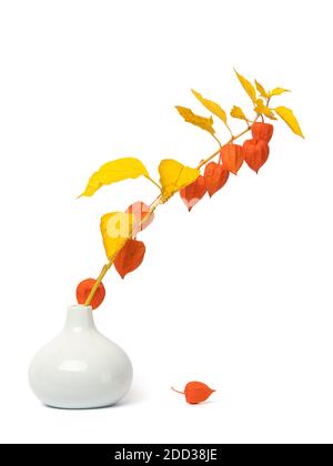 Flétrissement Physalis alkegengi ou branche lanterne chinoise pleine de fruits dans un vase, une seule huche sur le sol, isolée sur fond blanc Banque D'Images