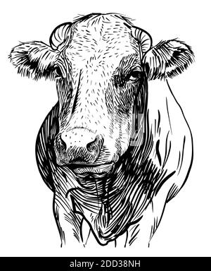 La tête des vaches. Dessiné à la main dans une illustration vectorielle noire et blanche de style esquisse Illustration de Vecteur