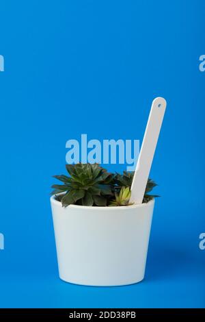 Petite plante succulente de sempervivum en pot de fleurs blanches avec blanc étiquette blanche sur fond bleu Banque D'Images