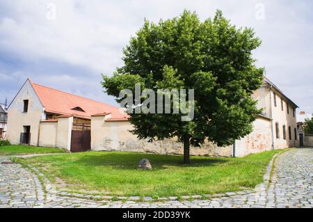 La chaux à petits feuilles, Tilia cordata, arbre du millénaire, a été plantée le 30 septembre 2000, près de l'église Saint-Venceslas à Hulin, région de Zlin, Banque D'Images