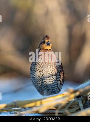 Caille de Bobwhite lors d'une journée de début d'hiver au Kansas Banque D'Images