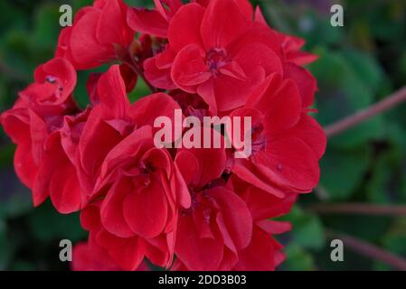 Fleurs rouges profondes sur fond vert flou. . Photo de haute qualité Banque D'Images