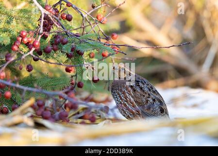 Caille de Bobwhite lors d'une journée de début d'hiver au Kansas Banque D'Images