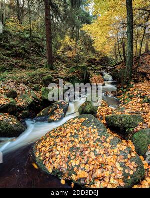 Les feuilles dorées mettent en valeur la saison d'automne à Wyming Brook. Banque D'Images