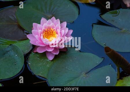 Fleurs de loteries roses sur un étang ornemental dans le jardin. Fleur de Lotus Marliacea rosea ou eau rose Lily lat. Nymphée. Fond floral naturel. Bang Banque D'Images