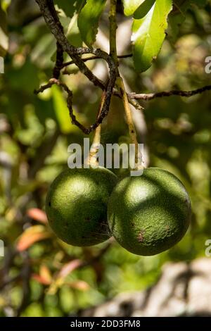 Deux vocados roseaux sphériques poussant sur un arbre (persea americana) dans un verger dans le Queensland, en Australie. Gros, rond, fruits lourds. Banque D'Images