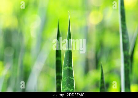 Longues feuilles vertes de la plante de serpent (Sansevieria trifasciata) sur un arrière-plan flou Banque D'Images