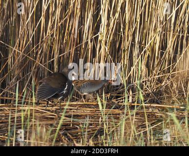 Water Rail et Moorhen courant pour la couverture, Teifi Marshes, pays de Galles Banque D'Images