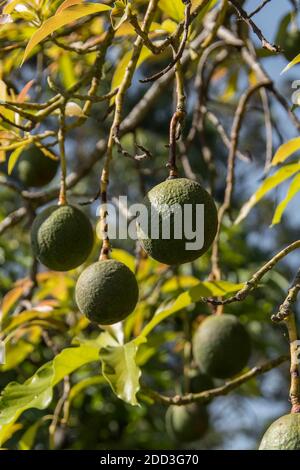 Plusieurs roseaux sphériques avocats (persea amaericana) poussant sur un arbre dans un verger dans le Queensland, en Australie. Gros, rond, fruits lourds. Banque D'Images