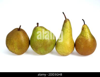 Beurre Hardy, conférence, Comice et poires Williams, Pyrus communis, fruits contre fond blanc Banque D'Images