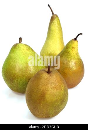 Beurre Hardy, conférence, Comice et poires Williams, Pyrus communis, fruits contre fond blanc Banque D'Images