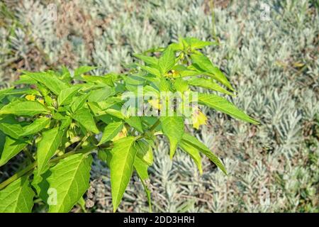 Le poivre vert fleuris dans le jardin sur fond de nature. Le piment jaune est en fleurs. Industrie agricole. Banque D'Images