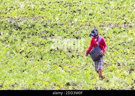 Un agriculteur philippin haletant des graines dans un champ à Bicol, Philippines Banque D'Images