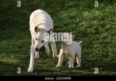 Dingo, canis familiaris dingo, Mère avec chiot, Australie Banque D'Images