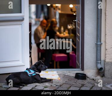Chalon en Champagne, France - 07 août 2020 : joli chien noir couché devant un café par une chaude journée ensoleillée en été Banque D'Images