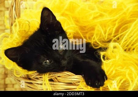 Chat domestique noir, Kitten à Whool Banque D'Images