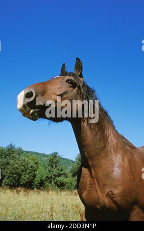 Cob Normand, Portrait d'adulte, Normandie Banque D'Images