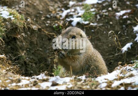 Chien de prairie à queue noire, cynomys ludovicianus, herbe mangeante pour adultes, debout à Den Entrance, Montana Banque D'Images