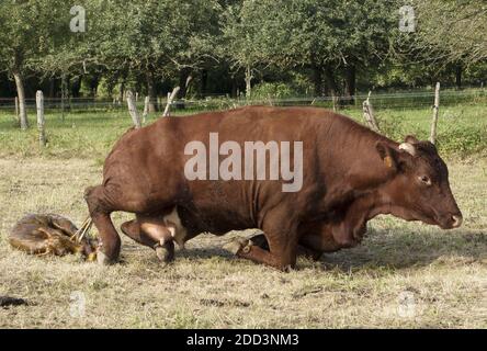 Mise au point d'une vache Salers dans un champ Banque D'Images