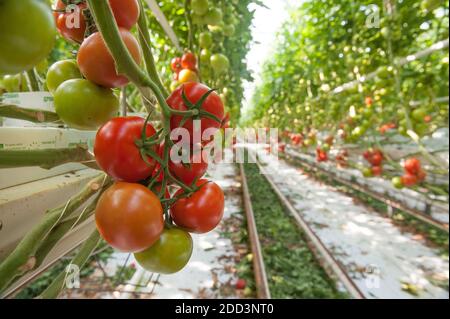 Plouescat (Bretagne, Nord-Ouest de la France) : culture de tomates sous serre. Bouquet de tomates Banque D'Images