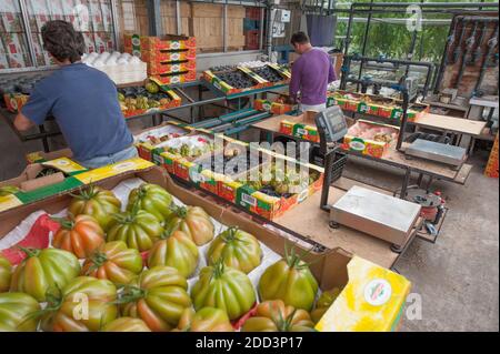 Plouescat (Bretagne, Nord-Ouest de la France) : culture de tomates sous serre. Employé saisonnier récoltant des tomates de vigne et les mettant dans Banque D'Images