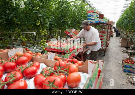 Plouescat (Bretagne, Nord-Ouest de la France) : culture de tomates sous serre. Employé saisonnier récoltant des tomates de vigne et les mettant dans Banque D'Images