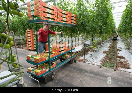 Plouescat (Bretagne, Nord-Ouest de la France) : culture de tomates sous serre. Employé saisonnier récoltant des tomates de vigne et les mettant dans Banque D'Images