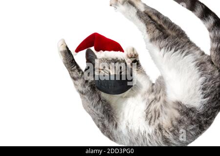 Volant ou saut drôle tabby santa chat en chapeau rouge portant le masque médical noir du visage isolé sur fond blanc. Copier l'espace. Modèle de carte de vœux. Banque D'Images