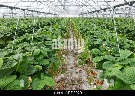 Plouescat (Bretagne, Nord-Ouest de la France) : culture de fraises sous serre, marque Prince de Bretagne. Plantes de fraise Banque D'Images