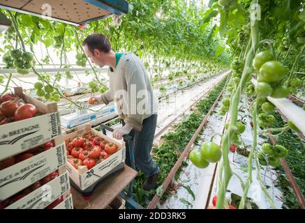 Lannion (Bretagne, Nord-Ouest de la France) : culture de tomates sous serre. Les tomates vertes et rouges étant mises en caisses pour le producteur «P Banque D'Images