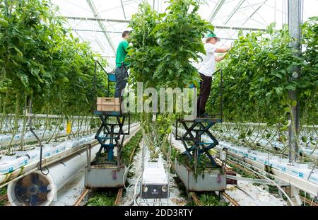 Lannion (Bretagne, Nord-Ouest de la France) : culture de tomates sous serre Banque D'Images