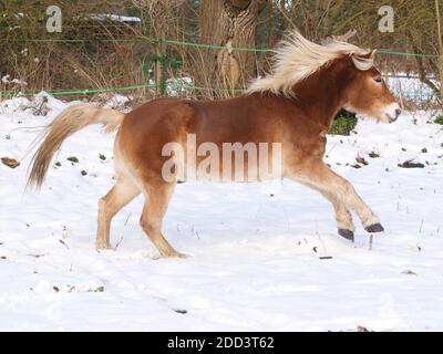 Un cheval Haflinger aime être libre dans un enclos enneigé. Banque D'Images