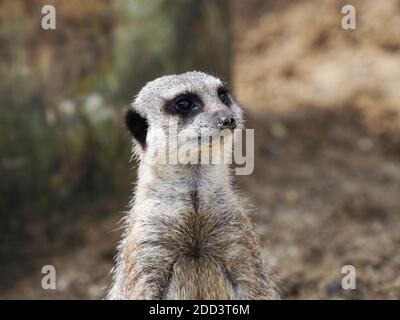 Un mignon meerkat se tient et semble alerte. Banque D'Images