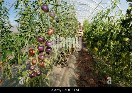 Plouescat (Bretagne, Nord-Ouest de la France) : jardinage traditionnel sur le marché biologique à la ferme biologique de Gwenole le Roy, « Mentaffret ». Culture du tomatoe Banque D'Images