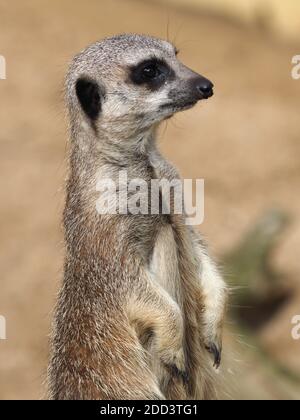 Un mignon meerkat se tient et semble alerte. Banque D'Images