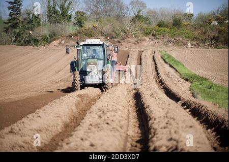 Irvillac (Bretagne, Nord-Ouest de la France): Production de graines de pomme de terre, préparation du sol avec une tamiseuse Combi-Star CS150 Banque D'Images