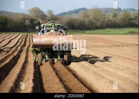 Irvillac (Bretagne, Nord-Ouest de la France): Production de graines de pomme de terre. Tracteur avec épandeur à buckSpreader Banque D'Images