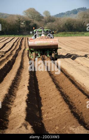 Irvillac (Bretagne, Nord-Ouest de la France): Production de graines de pomme de terre. Tracteur avec épandeur à buckSpreader Banque D'Images