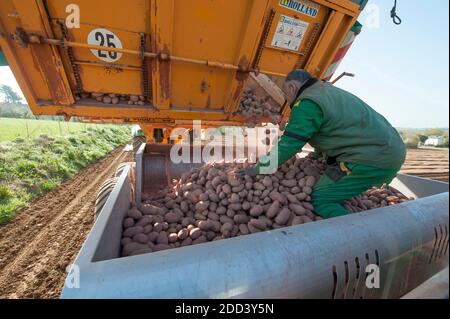 Irvillac (Bretagne, Nord-Ouest de la France): Production de graines de pomme de terre. Tracteur avec épandeur à buckSpreader Banque D'Images