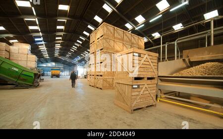 Irvillac (Bretagne, Nord-Ouest de la France): Production de graines de pommes de terre, entrepôt de stockage de pommes de terre Banque D'Images