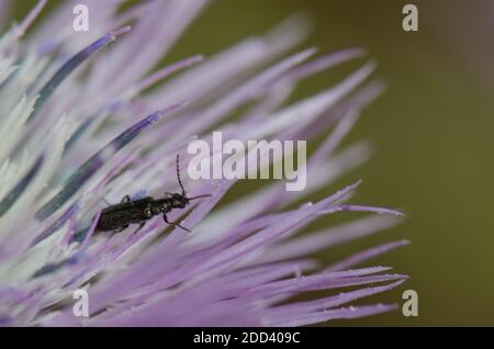 Coléoptère sur une fleur de chardon à lait violet Galatites tomentosa. Réserve naturelle intégrale de l'Inagua. Tejeda. Grande Canarie. Îles Canaries. Espagne. Banque D'Images