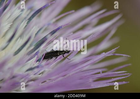 Coléoptère sur une fleur de chardon à lait violet Galatites tomentosa. Réserve naturelle intégrale de l'Inagua. Tejeda. Grande Canarie. Îles Canaries. Espagne. Banque D'Images